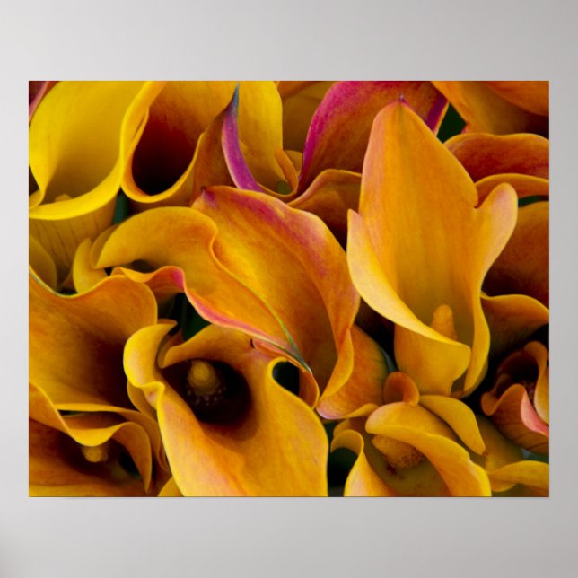 Helle, farbenfrohe Calla-Lilien Poster (Vorne)