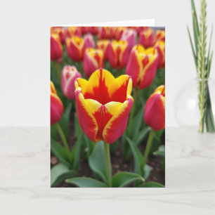 Helle Florale Blüten-Kunstkarte Karte