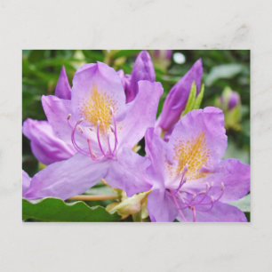 Helle florale Postkarten Lila Rhododendron Blume