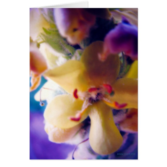 Helle FrühlingsBlume (Vorne)