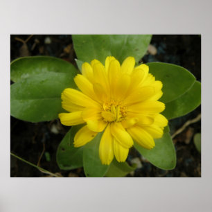 Helle Gelbe Ringelblumen-Druck Poster
