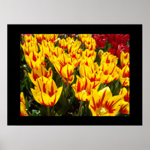 Helle gelbe Tulpen Blumen Festival Kunst Drucke