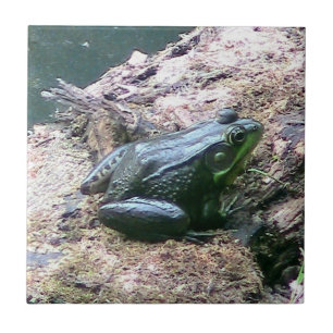 Helle grüne Froschdekoration Fliese