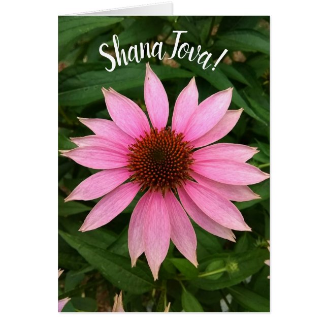 Helle Lila Coneflower Rosh Hashanah Card (Vorne)