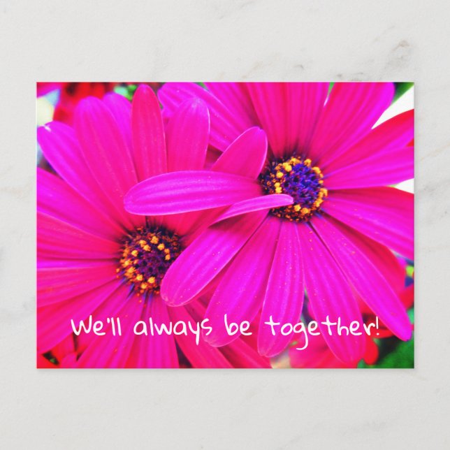 Helle Lila Garden Blume Osteospermum Postkarte (Vorderseite)