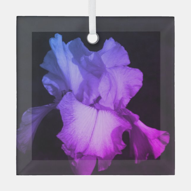 Helle Lila Iris Foto Keramik Ornament Aus Glas (Vorderseite)