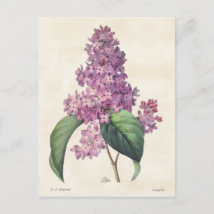 Helle Lila Lilacs Vintag Botanical Postkarte