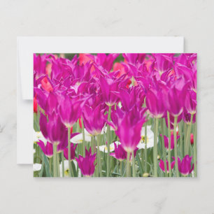 Helle Lila rosa Stellen Postkarte