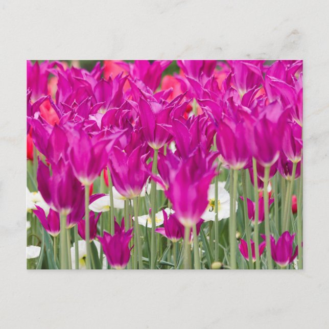 Helle Lila rosa Stellen Postkarte (Vorderseite)