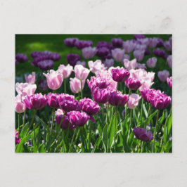 Helle Lila und rosa Tulpen an einem sonnigen Tag Postkarte