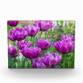 Helle Limettenwulst an einem sonnigen Tag Fotoblock