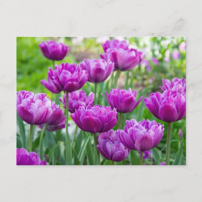 Helle Limettenwulst an einem sonnigen Tag Postkarte (Vorderseite)