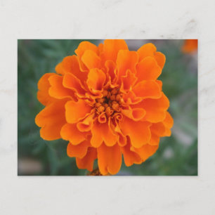 Helle Orange Blume Postkarte