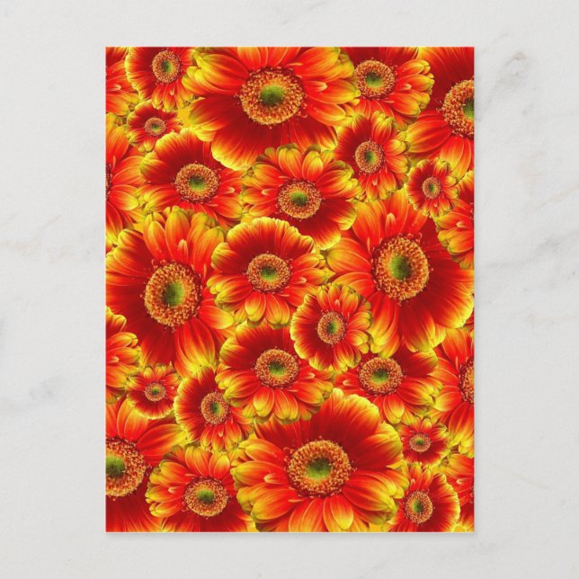 Helle Orange-Blume Postkarte (Vorderseite)