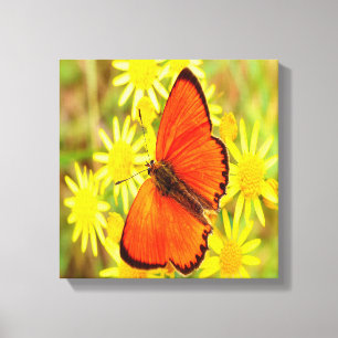 Helle Orange Butterfly Gelbe Blumen Leinwanddruck