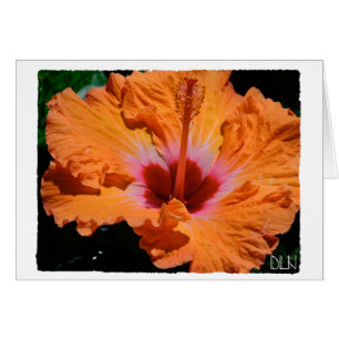 Helle Orange Hibiskus Blume/Florenz Kunst/Kultur