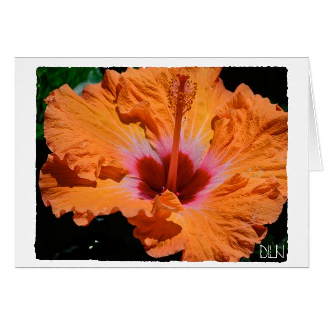Helle Orange Hibiskus Blume/Florenz Kunst/Kultur (Vorderseite (Horizontal))