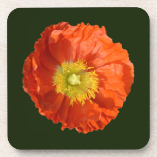Helle Orange Poppy Blume Getränkeuntersetzer