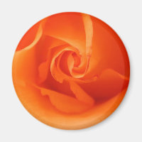 Helle Orange Rose