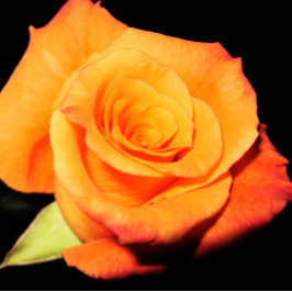 Helle Orange Rose Mousepad