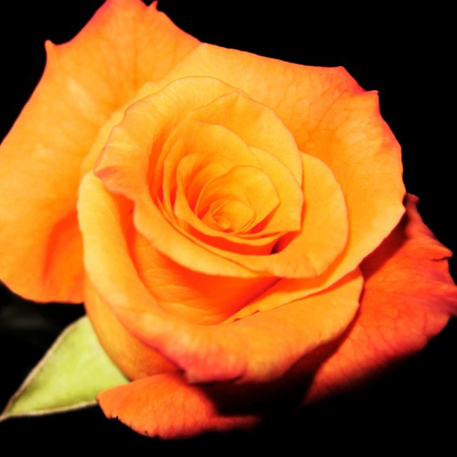 Helle Orange Rose Mousepad (Von Creator hochgeladen)