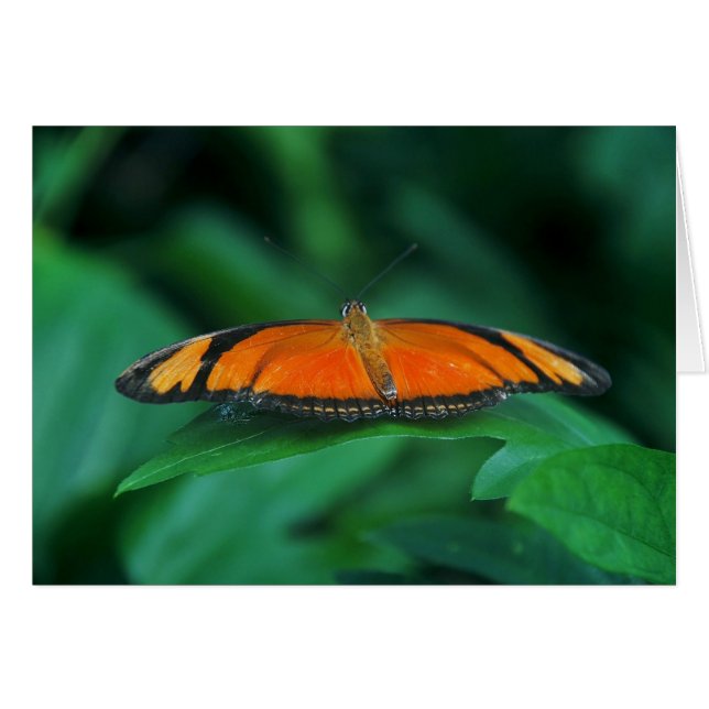 Helle Orange und schwarze Schmetterlinge auf der l (Vorderseite (Horizontal))