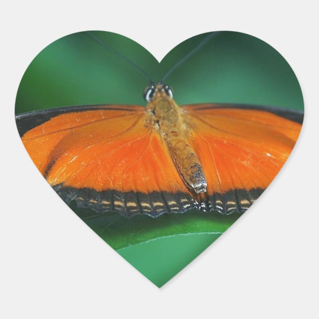 Helle Orange und schwarze Schmetterlinge auf der l Herz-Aufkleber (Vorderseite)