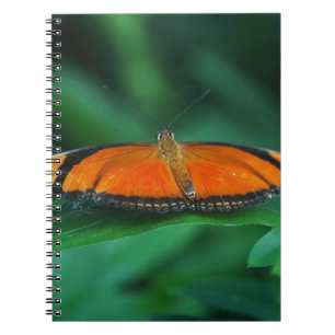 Helle Orange und schwarze Schmetterlinge auf der l Notizblock