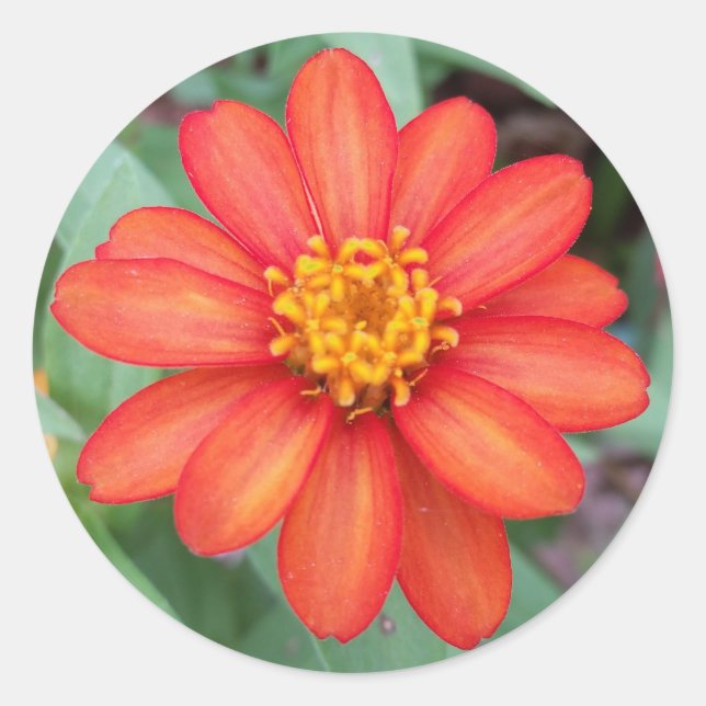 Helle Orange Zinnia Rundaufkleber, Umschlag-Dichts Runder Aufkleber (Vorderseite)