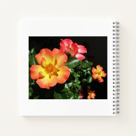 Helle orangefarbene Rosen - Spiralblock mit dunkle Notizbuch