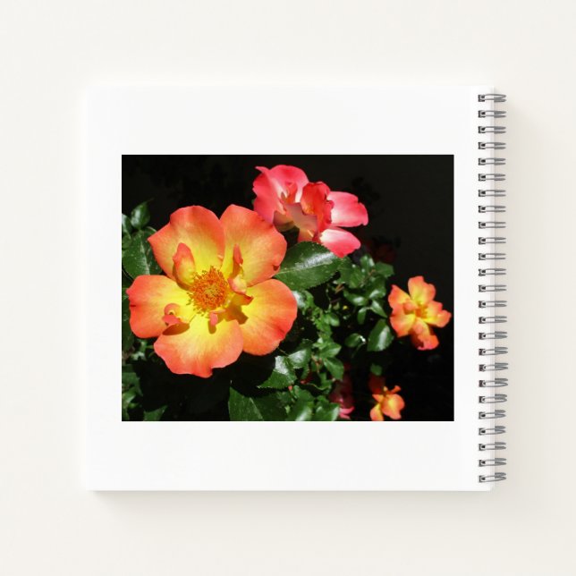 Helle orangefarbene Rosen - Spiralblock mit dunkle Notizbuch (Rückseite)
