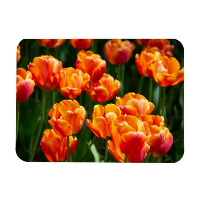 Helle orangefarbene Tulpen im Park Magnet (Horizontal)