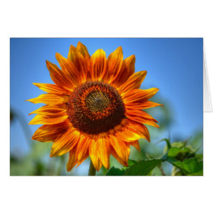 Helle Orangenblume