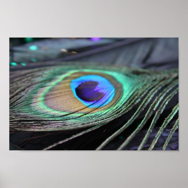 Helle Peacock Feather Foto Poster Kunstdruckerei (Vorne)