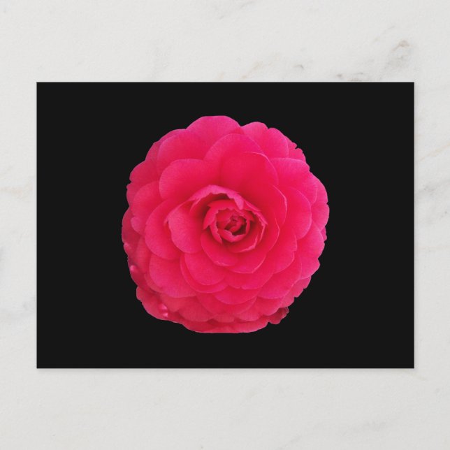 Helle Pink Camellie Postkarte (Vorderseite)