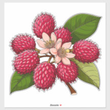 Helle Rambutan-Gruppe mit rosa Blüten