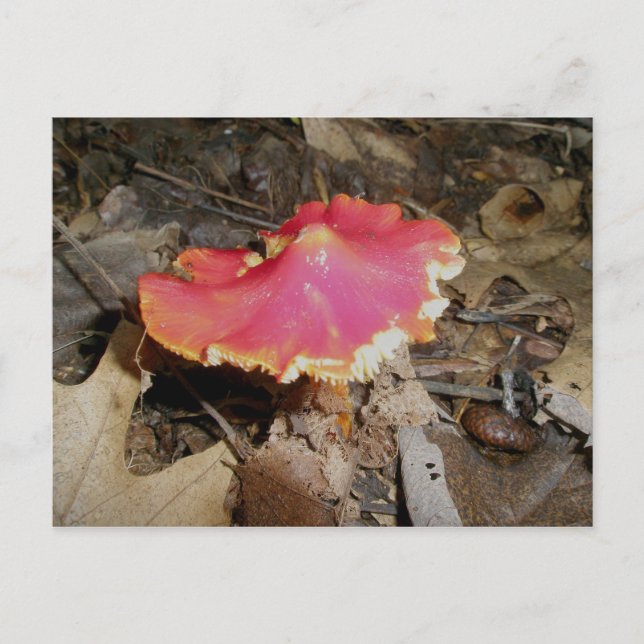 Helle Red Mushroom #1 Postkarte (Vorderseite)