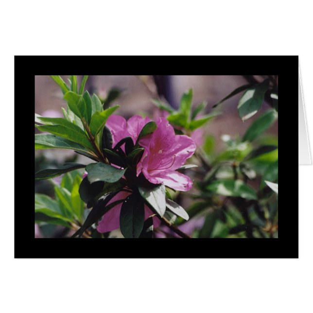 Helle rosa Blume (Vorderseite (Horizontal))