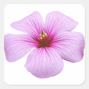Helle rosa Blume Quadratischer Aufkleber