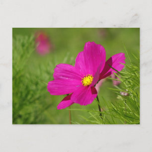 Helle rosa Cosmea-Blumen- DIY-Postkarte Postkarte