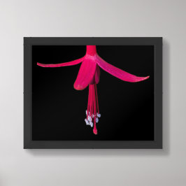 Helle rosa Fuchsienblüte auf Schwarz Poster