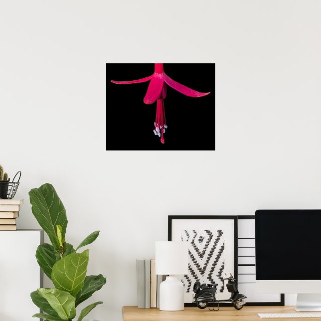 Helle rosa Fuchsienblüte auf Schwarz Poster (Heimbüro)