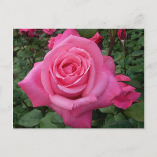 Helle rosa Rosen-Foto Postkarte