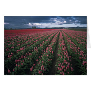 Helle rosa und rote Tulpen leuchten unter dunklen
