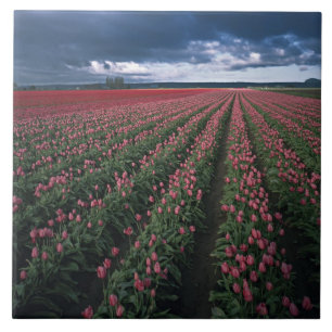 Helle rosa und rote Tulpen leuchten unter dunklen Fliese