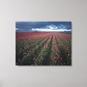 Helle rosa und rote Tulpen leuchten unter dunklen  Leinwanddruck