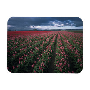 Helle rosa und rote Tulpen leuchten unter dunklen  Magnet