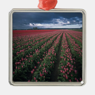 Helle rosa und rote Tulpen leuchten unter dunklen Silbernes Ornament