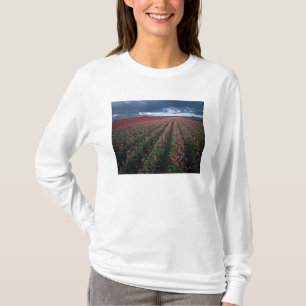 Helle rosa und rote Tulpen leuchten unter dunklen T-Shirt