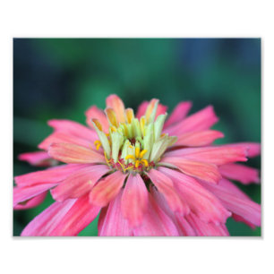 Helle rosa Zinnia-Blume Fotodruck